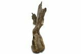 Fossil Dinosaur (Triceratops) Dorsal Vertebra - Wyoming #362049-3